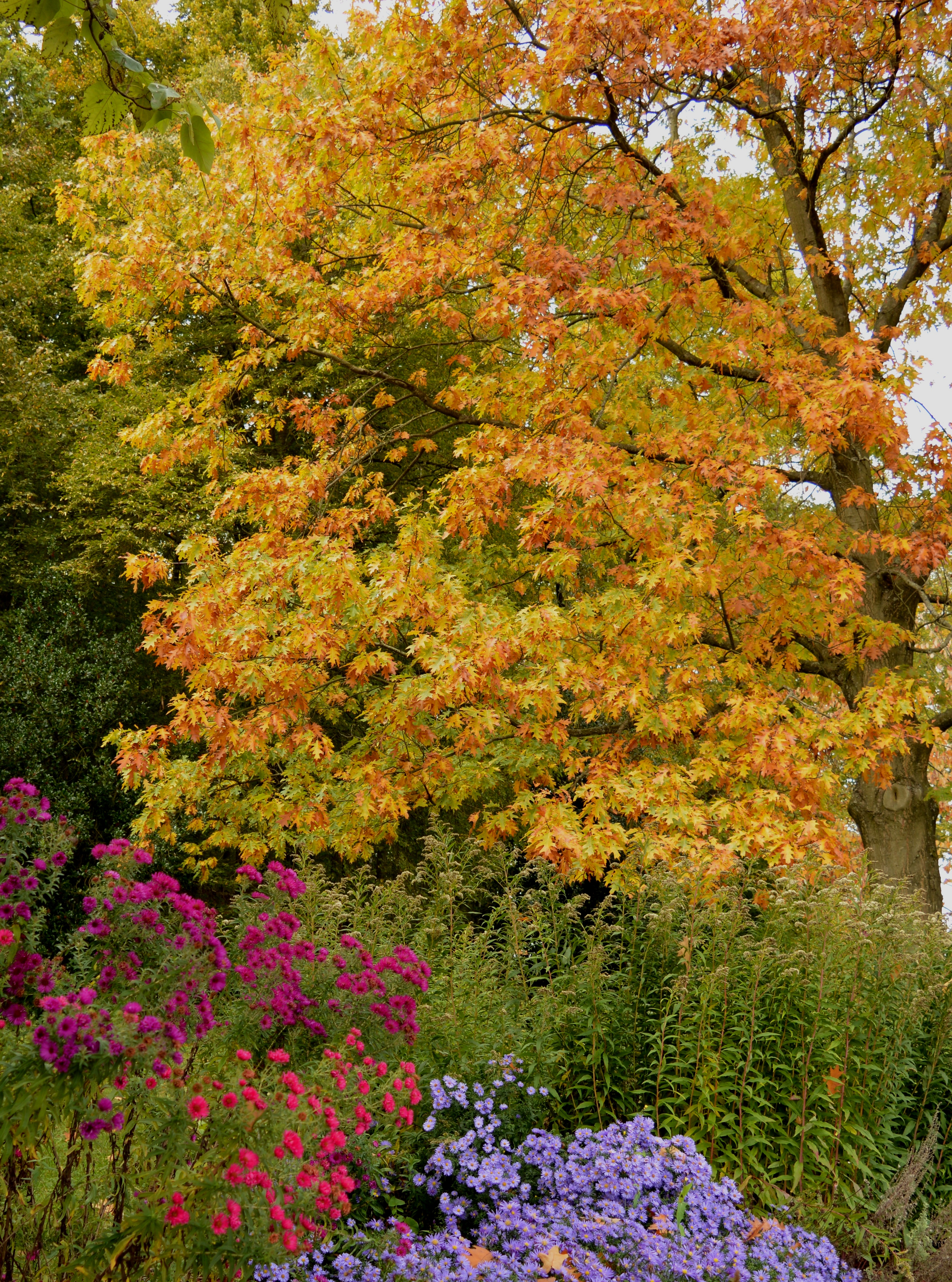 Baum